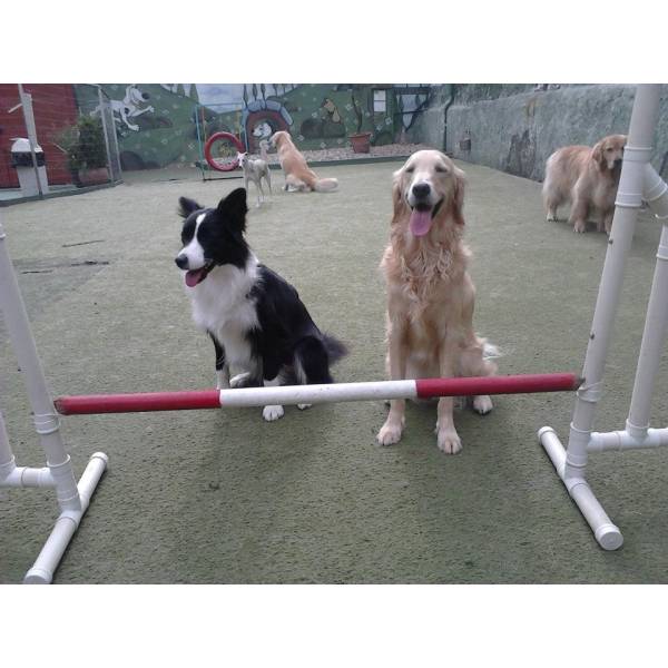 Adestrador de Cães na Zona Sul